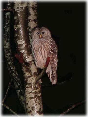 jpg Hoo, hoo - Barred Owl