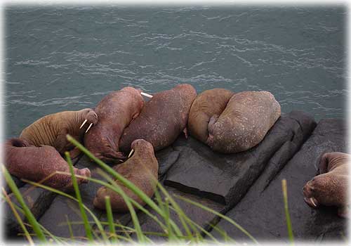 jpg walruses of Round Island