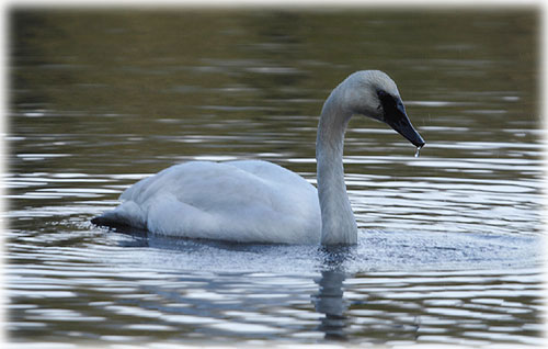 jpg Trumpeter Swan