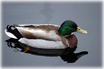 jpg Mallard bird