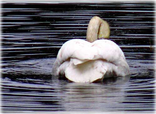 jpg Trumpter Swan