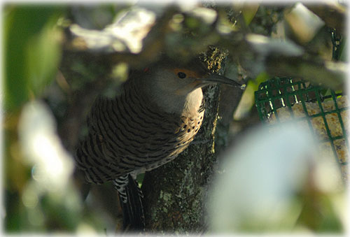 jpg Northern Flicker