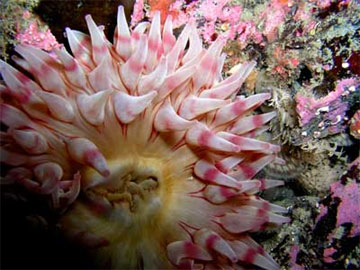 jpg Anemone and Warbonnet