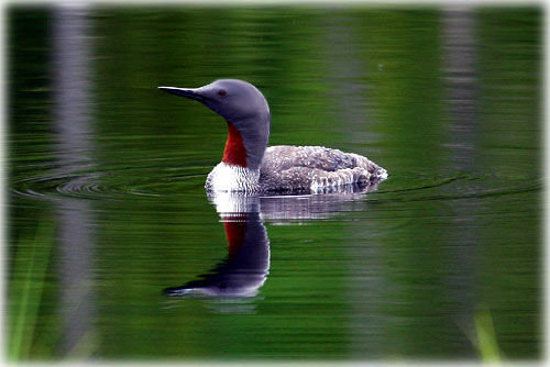 jpg Red Throated Loon