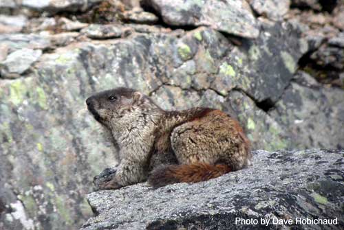 jpg Alaska marmot
