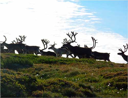 jpg Reindeer of St. Matthew Island in the 1960s, before they disappeared. 