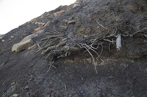 An outcropping of mummified tree remains...