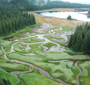 Salt marshes in Southeast Alaska. 