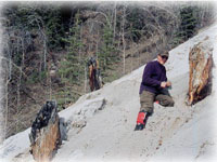 White River ash made its way across the globe 