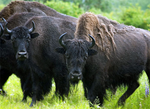 jpg Draft Rule to Reintroduce Wood Bison in Alaska