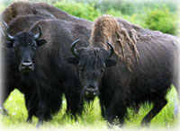 Draft Rule to Reintroduce Wood Bison in Alaska