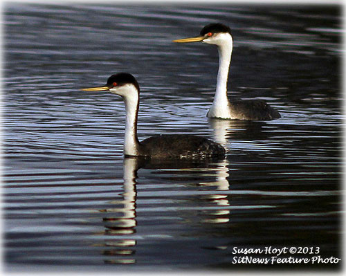 Front Page Photograph By SUSAN HOYT