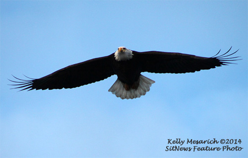 Front Page Photograph By KELLY MESARICH