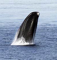 The bowhead whale lives over 200 years. Can its genes tell us why?