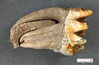 New dates for northern mastodon fossils resolve quandary 