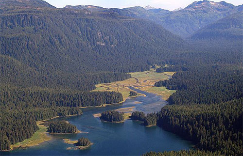 jpg Nation's Top Scientists Urge Obama Administration to Stop Old-Growth Logging and Save the Tongass Rainforest 