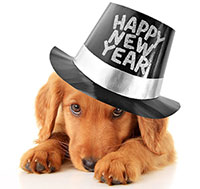 ive New Year Resolutions Every Pet Parent Should Make for 2016