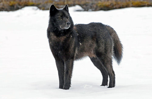 jpg Endangered Species Protection Denied to Alaska’s 'Alexander Archipelago Wolf' 