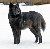 Endangered Species Protection Denied to Alaska’s 'Alexander Archipelago Wolf