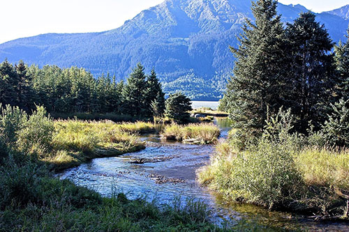 jpg The Tongass Rainforest is Alaska's First Line of Climate Change Defense