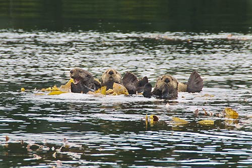 jpg Burgeoning sea otter population in southern Southeast Alaska depletes commercial fishery species 