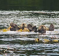 Burgeoning sea otter population in southern Southeast Alaska depletes commercial fishery species