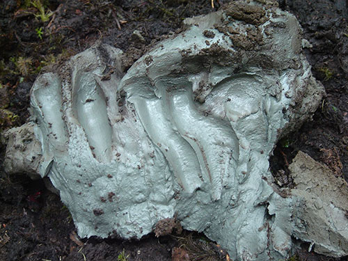 jpg First Nations’ ancient medicinal clay shows promise against today’s worst bacterial infections