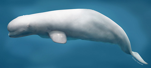 jpg NOAA Fisheries issues recovery plan for Cook Inlet beluga whales