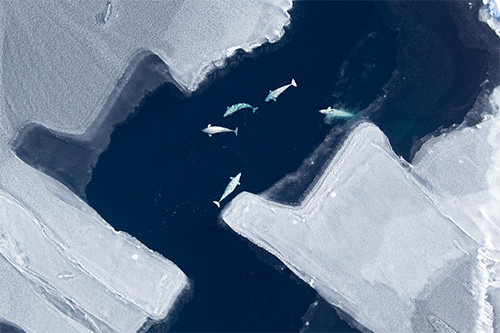 jpg Arctic sea ice loss impacts beluga whale migration 