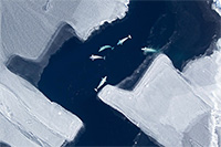 Arctic sea ice loss impacts beluga whale migration 