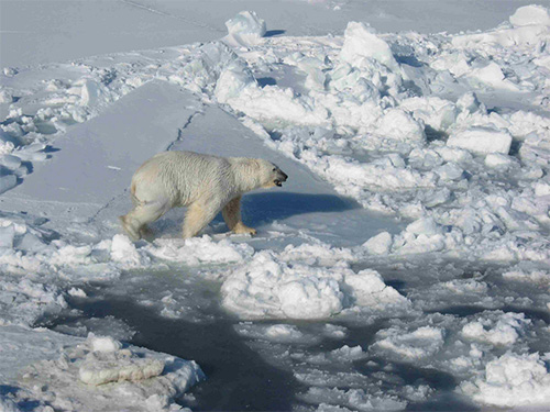 jpg Would the Arctic still be the Arctic without the polar bear?