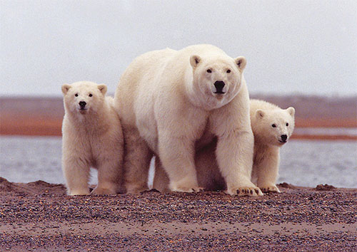 jpg Polar Bear Mother With Cubs Along the Beaufort Sea