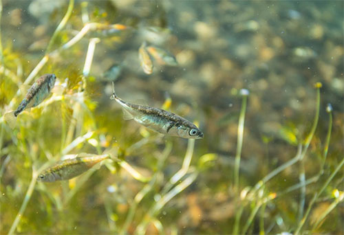 jpg Climate change prompts Alaska fish to change breeding behavior 