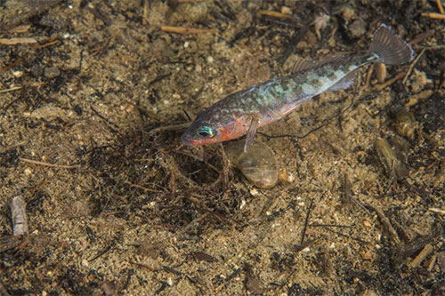 jpg An adult male three-spine stickleback guards the nest, keeping the eggs free of debris and oxygenated.
