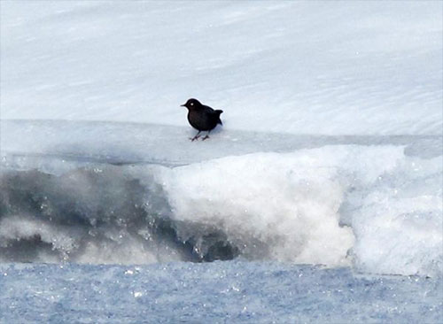 jpg Dippers swim Alaska rivers throughout winter 