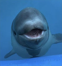 Rescued beluga calf cannot be released back into the wild