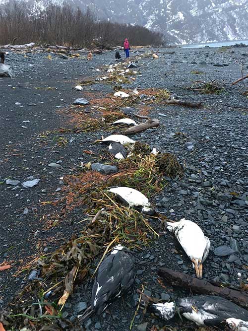 jpg On Jan. 1 and 2, 2016, 6,540 common murre carcasses were found washed ashore near Whitter, Alaska, translating into about 8,000 bodies per mile of shoreline -- one of the highest beaching rates recorded during the mass mortality event.