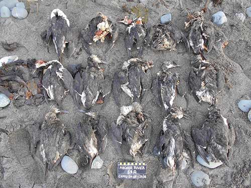 'The blob,' food supply squeeze to blame for largest seabird die-off