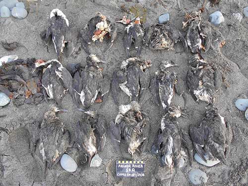 jpg Common murres washing onto beaches in the Homer, Alaska, area were so abundant in early 2016 that volunteer beach surveyors were forced to collect and photograph them in batches.