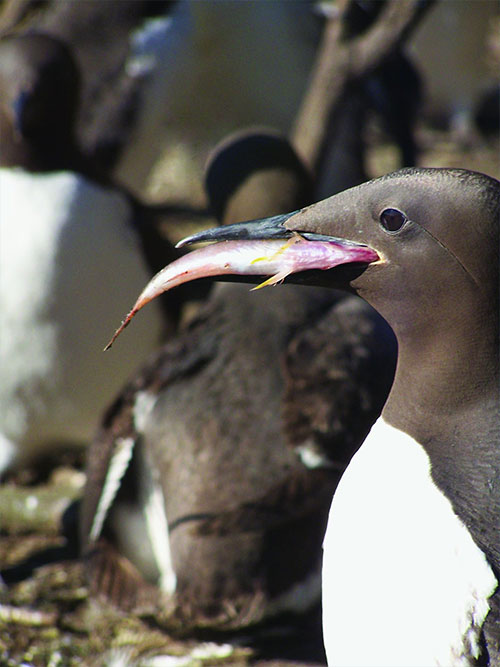 jpg Adult common murres return to island and sea stack colonies from California to Alaska, spending three months during each summer to breed. A single chick takes two parents to hunt for fish, such as the rockfish -- a staple of the California murre diet -- pictured here.