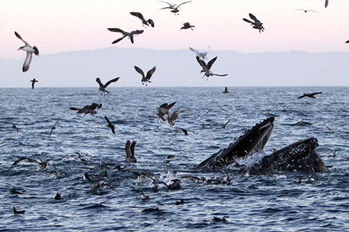 “Blob” Research Reveals Environmental Effects That Shut Down Fishing and Hiked Whale Entanglements