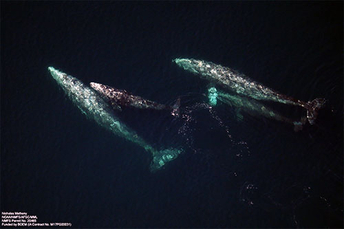 jpg Gray whales roam Arctic waters off Alaska in summer, searching for food. 