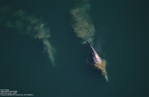 jpg Gray whales scoop up and sift through mouthfuls of sea-bottom sediments for food, trailing plumes of mud behind them. 