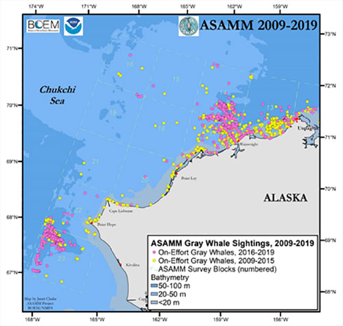 jpg Sightings of gray whales in the Chukchi Sea off the coast of Alaska