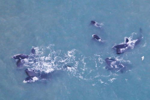 Bowhead whales: A recent success story