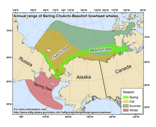 jpg A range map shows where bowhead whales live in waters around Alaska.