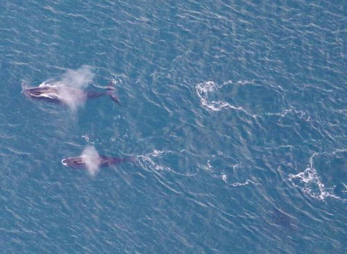 jpg Bowhead whales swim off the coast of northern Alaska in fall 2020, as seen from a survey aircraft.