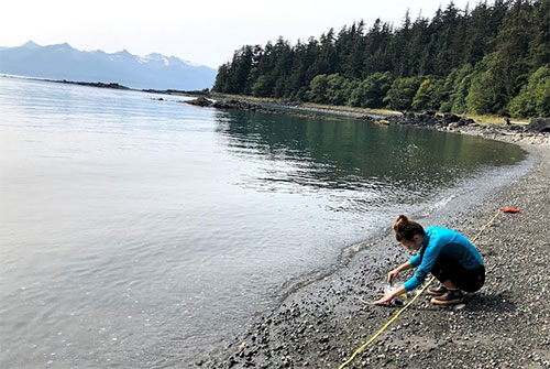 jpg Muriel Walatka gathers samples of beach sand to examine for microplastics at Auke Bay Recreation Area in Juneau