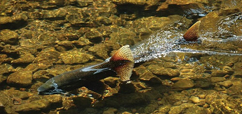 jpg New research on magnetite in salmon noses illuminates understanding of sensory mechanisms enabling magnetic perception across life 