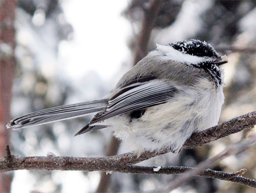 jpg Finding a midwinter night’s roost 